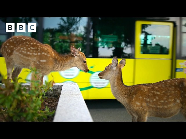 ⁣The extraordinary deer of Nara city living among humans | Asia - BBC