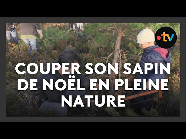 ⁣Couper son sapin de Noël pour entretenir le paysage