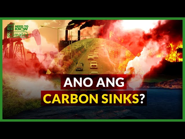 ⁣Ano ang Carbon Sinks? | Need to Know