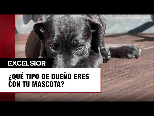 ⁣Perros: ¿Qué tipo de dueño eres?