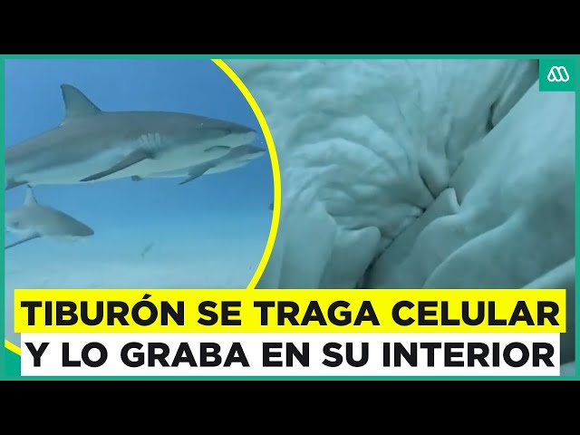 ⁣Video muestra a un tiburón que se come un celular