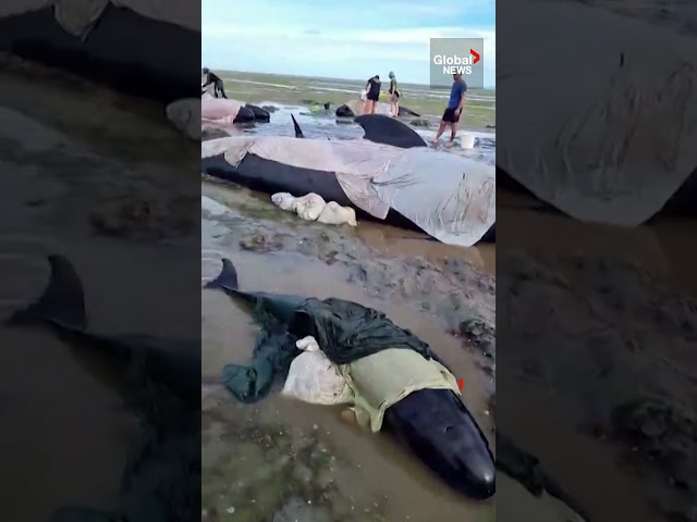 ⁣Rescue efforts underway for stranded whales at New Zealand bay