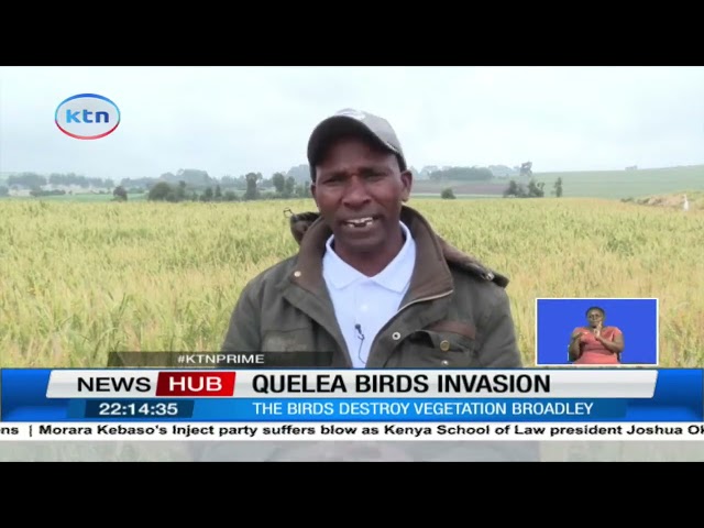 ⁣Quelea birds invade farms in Kajiado causing massive losses