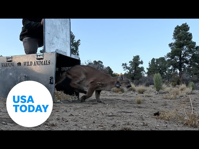 ⁣Watch: Healed mountain lion springs out of cage toward wilderness | USA TODAY