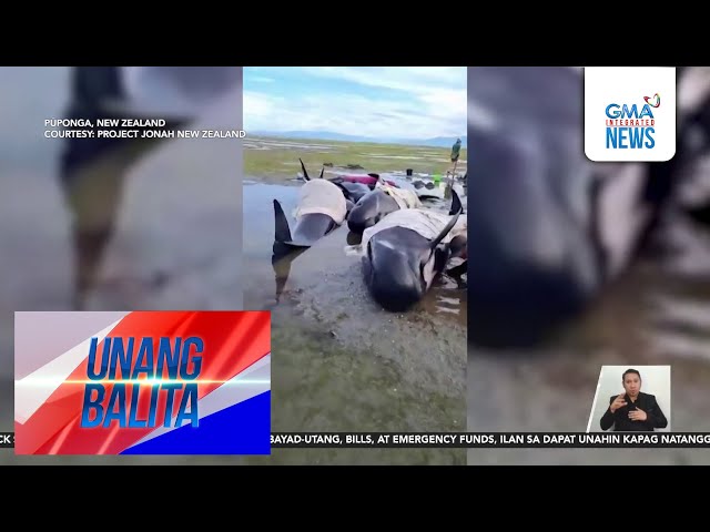 ⁣Ilang balyena, natagpuang stranded sa tabing-dagat; 2, nasawi | Unang Balita