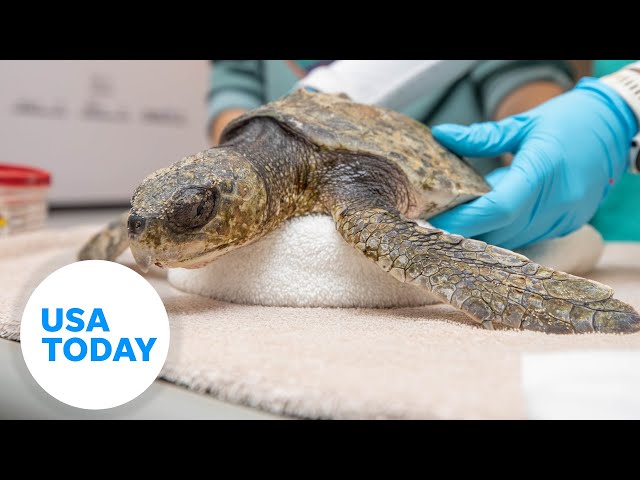 ⁣New England Aquarium treats hundreds of sea turtles for hypothermia  | USA TODAY