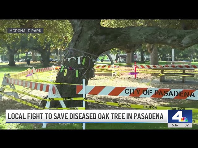 ⁣Pasadena neighbors rally to save diseased oak tree