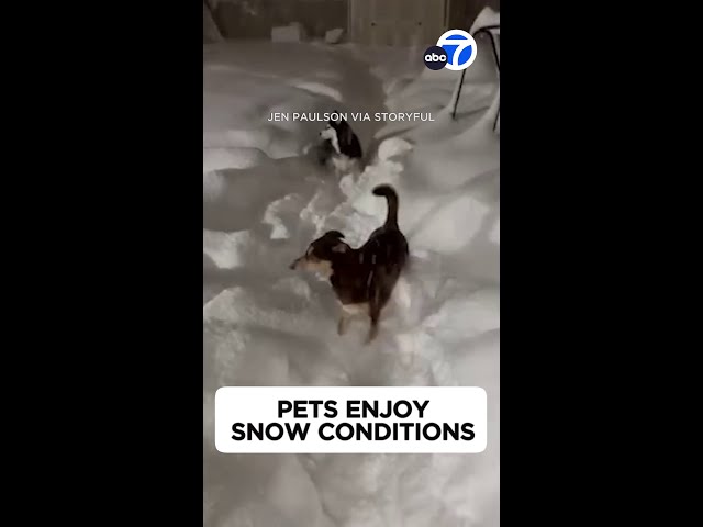 ⁣Dogs frolic through piles of fresh snow on East Coast