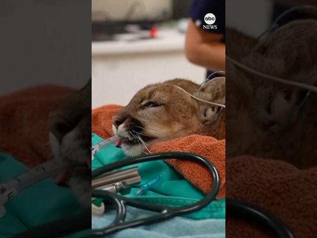 ⁣California mountain lion returns to the wild after recovering from injury