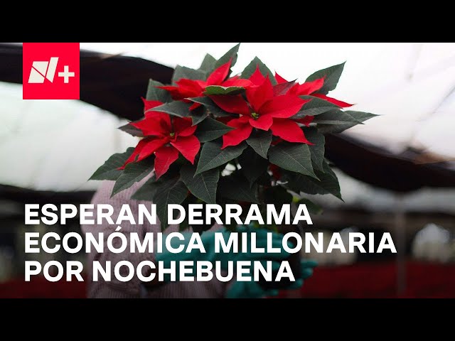 ⁣Inicia Venta de Nochebuena en CDMX: Esperan 70 MDP de Derrama Económica