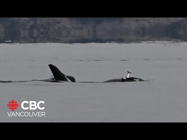 ⁣Orca spotted wearing 'dead salmon hat,’ experts say it's a good sign