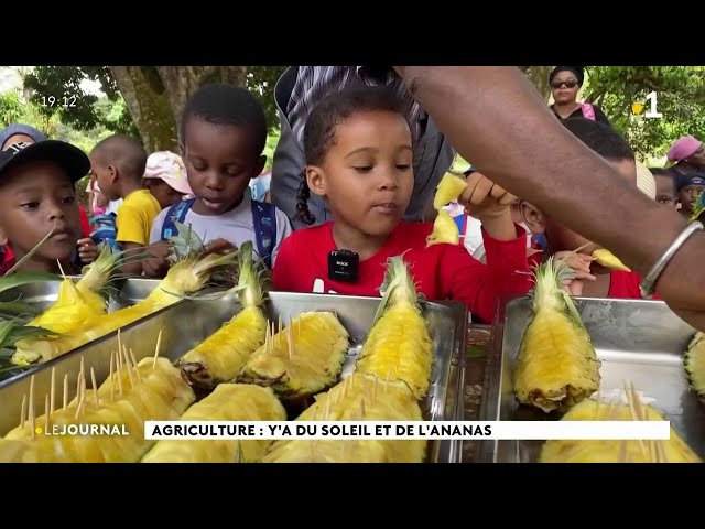 ⁣Agriculture : y'a du soleil et de l'ananas