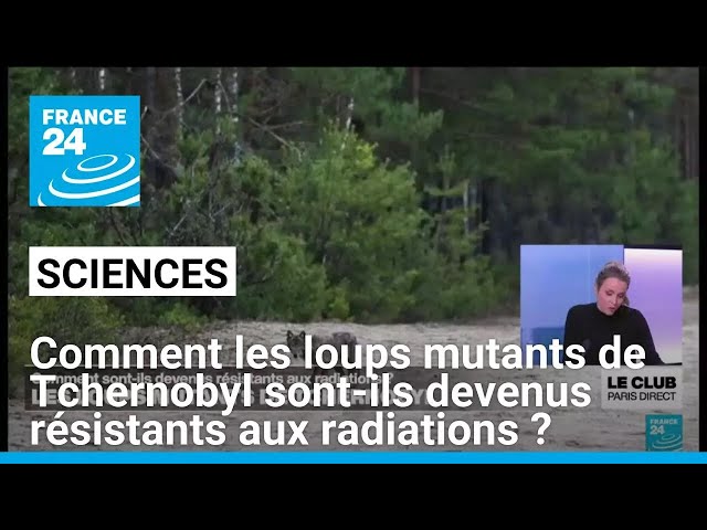 Comment les loups mutants de Tchernobyl sont-ils devenus résistants aux radiations ? • FRANCE 24