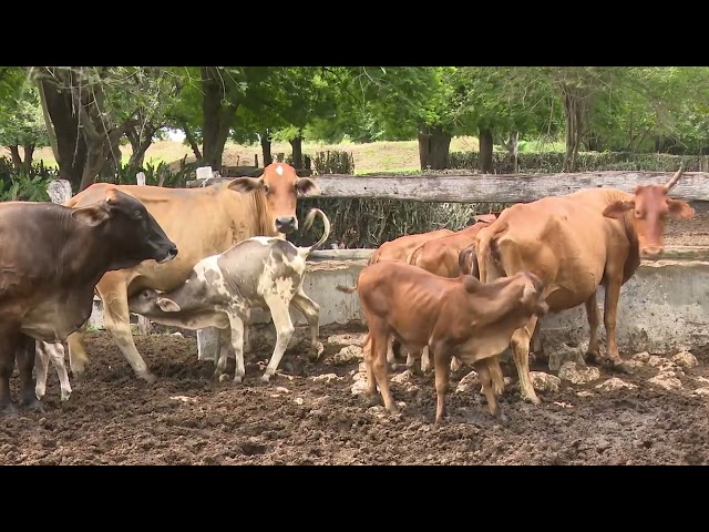 ⁣Cooperativa Carlos Manuel de Céspedes de #LasTunas sobrepasa el millón de litros de leche