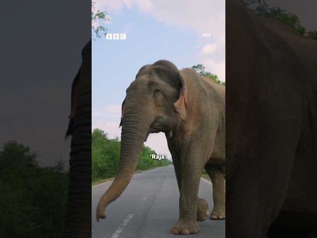 ⁣Elephant's charming way of getting extra snacks | Asia - BBC