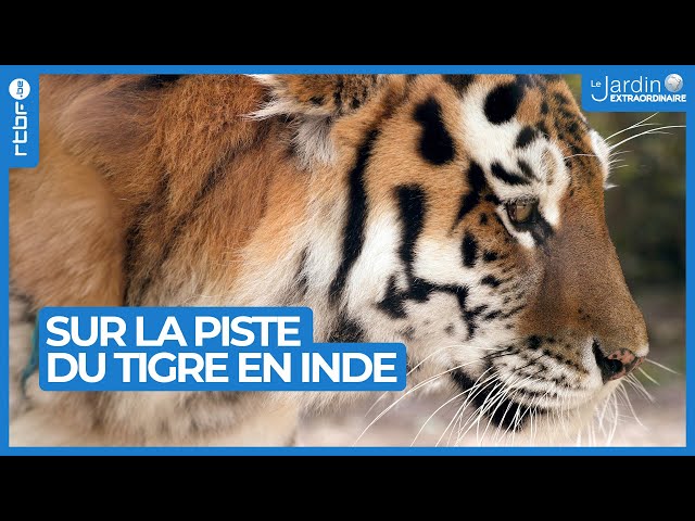 ⁣Sur la piste du tigre en Inde - Le Jardin Extraordinaire 