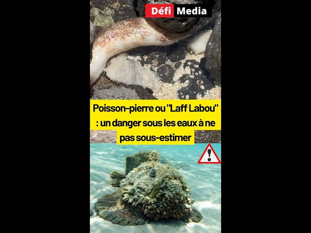 ⁣Poisson-pierre ou "Laff Labou" : un danger sous les eaux à ne pas sous-estimer