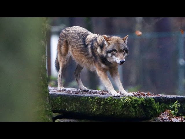 ⁣L'UE votre en faveur de la rétrogradation du statut de protection des loups