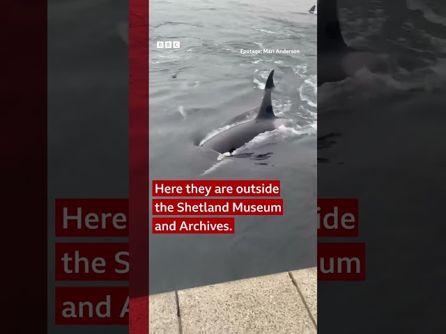 ⁣A pod of orcas has caused a stir by swimming up alongside onlookers