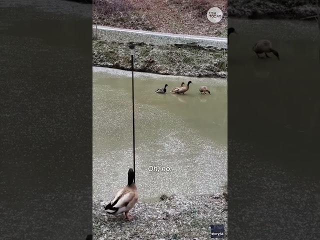 ⁣Ducks slip and slide across frozen pond #Shorts