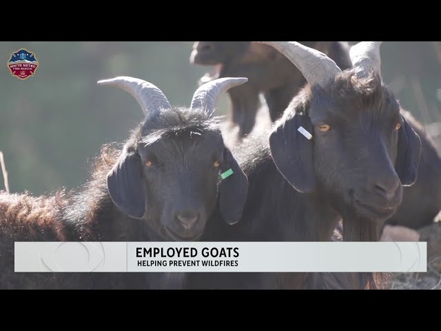 ⁣More than 1,000 goats at work at Lockheed Martin to clear brush