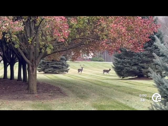 ⁣Exotic deer escape Monroe County zoo after fence was intentionally cut, owner says