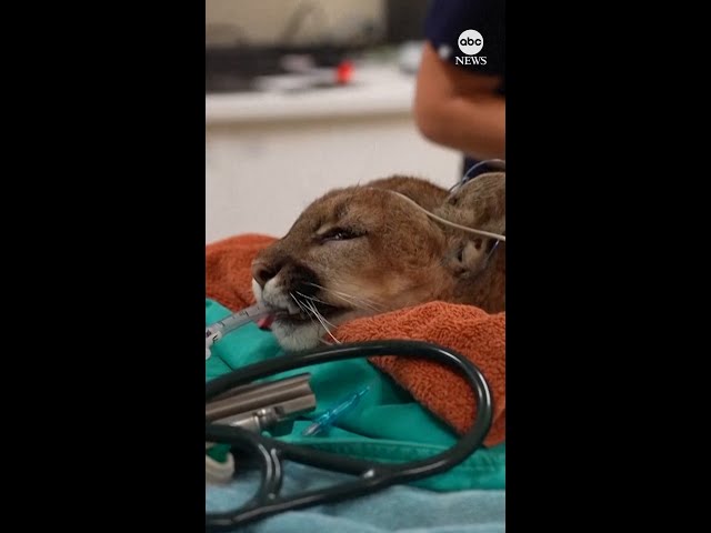 ⁣California mountain lion returns to the wild after recovering from injury