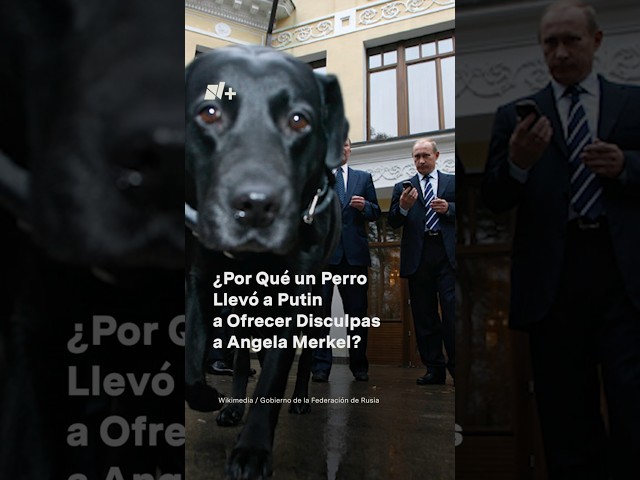 ⁣¿Por qué un perro llevó a Putin a ofrecer disculpas a Angela Merkel? - N+ #Shorts