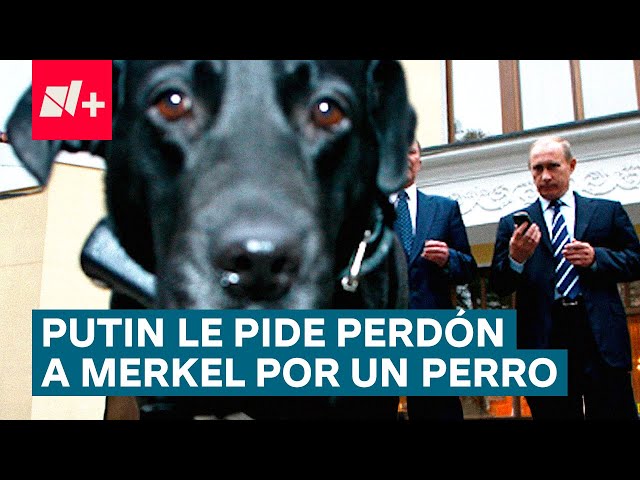 ⁣¿Por qué un perro llevó a Putin a ofrecer disculpas a Angela Merkel? - N+