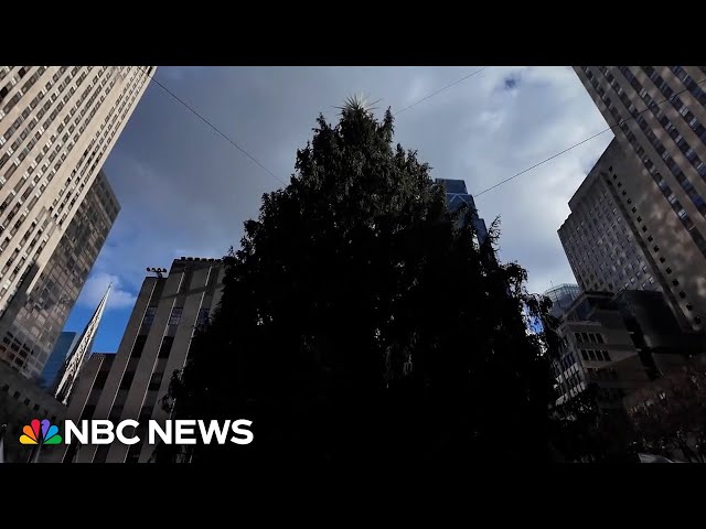 ⁣Excitement builds ahead of Rockefeller tree lighting