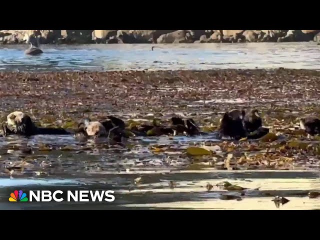 ⁣Sea otters are helping protect California kelp forests