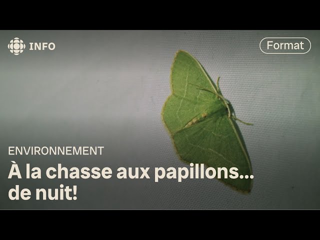 ⁣La fabuleuse diversité des papillons de nuit du Québec | La semaine verte