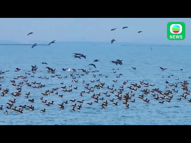 ⁣香港无线︱两岸新闻︱2024年12月4日︱两岸︱【中华掠影】河北衡水湖近日首现全国罕见雪雁︱TVB News