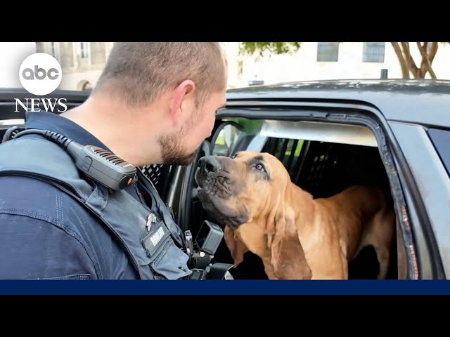 ⁣Bo the bloodhound wins 'Hero Dog' award for helping police