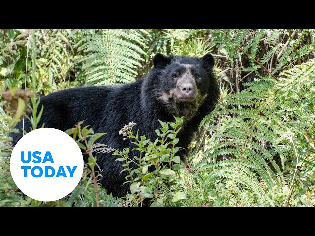 ⁣New data sheds light on elusive Andean bear