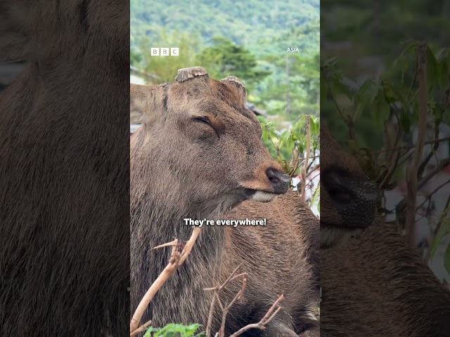 ⁣Cam Whitnall meets the bowing deer of Nara, Japan - BBC