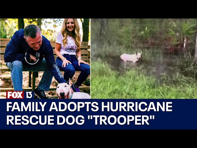 ⁣‘Trooper’ the dog found tied to fence during Hurricane Milton adopted by Florida family