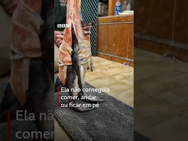 ⁣Ela precisou aprender a andar no zoológico. E não foi fácil #bbcnewsbrasil