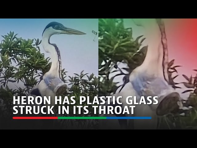 ⁣Heron has plastic glass struck in its throat | ABS-CBN News