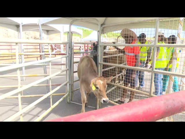 ⁣Help arrives for dairy industry