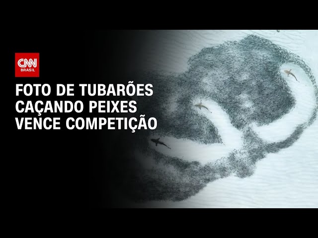 ⁣Foto de tubarões caçando peixes vence competição | CNN PRIME TIME