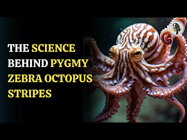 ⁣How Pygmy Zebra Octopus Stripes Could Aid Research | WION Podcast