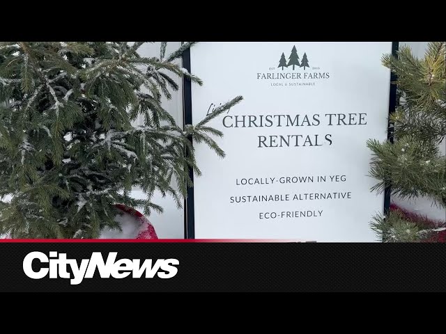 ⁣Christmas tree rentals a more sustainable option