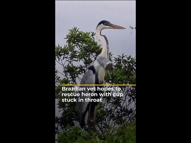 ⁣Brazilian vet hopes to rescue heron with cup stuck in throat | AJ#shorts