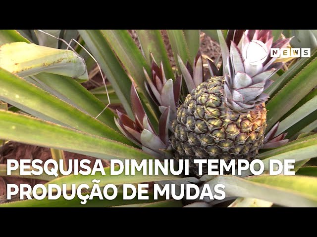 ⁣Pesquisa visa diminuir tempo de produção de mudas de abacaxi