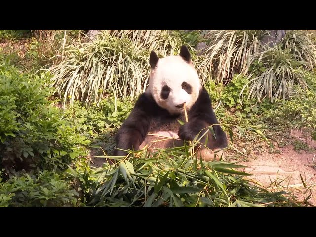 ⁣GLOBALink | Meet panda family at Macao Giant Panda Pavilion