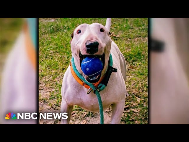 ⁣Dog abandoned before Hurricane Milton finds a home