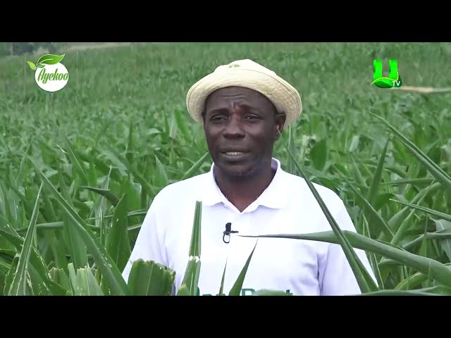 ⁣AYEKOO: RANSBOAT FARMS ... 2024 NATIONAL BEST FARMERS AWARD, 2ND RUNNER UP