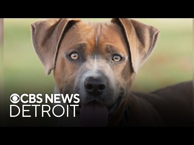 ⁣Friends for Animals of Metro Detroit hosting winter adoption event