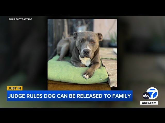 ⁣Burbank dog who bit neighbor avoids euthanasia, will return to owners